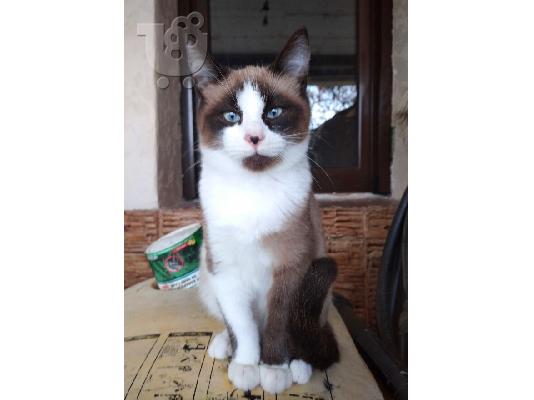 PoulaTo: ΣΙΑΜ SNOWSHOE.